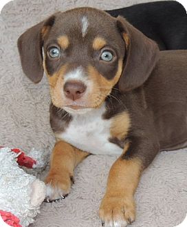 kruising beagle teckel