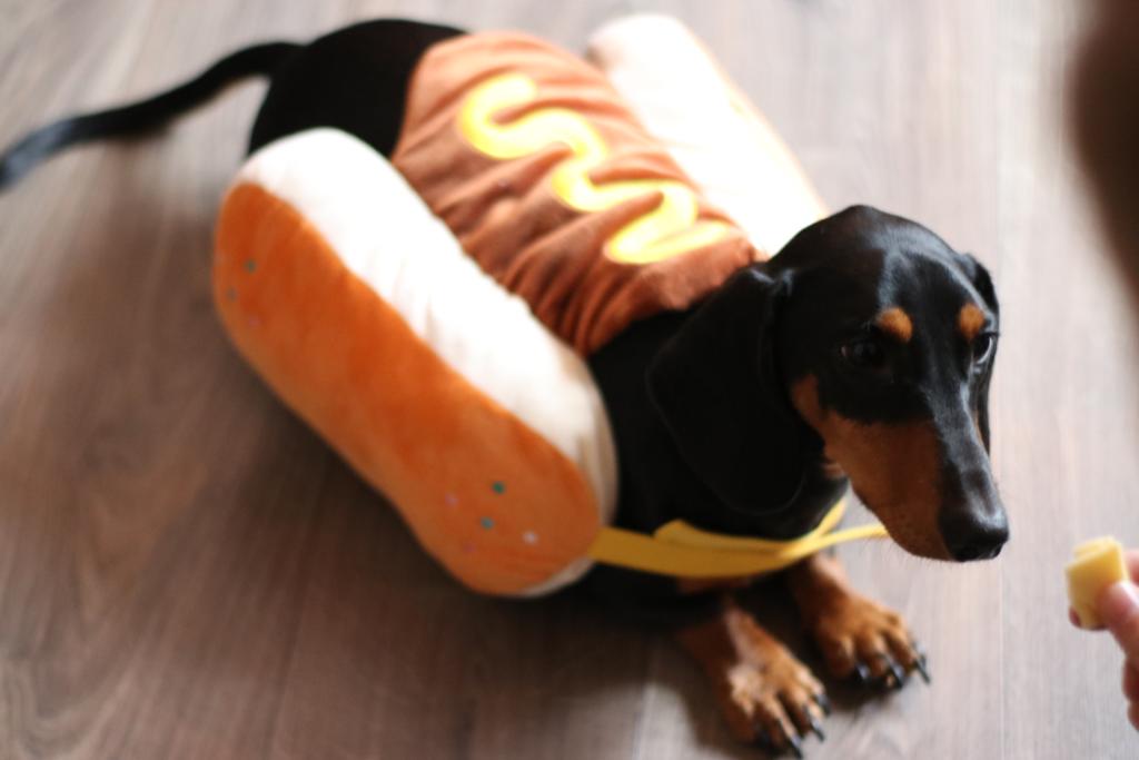hotdog teckel