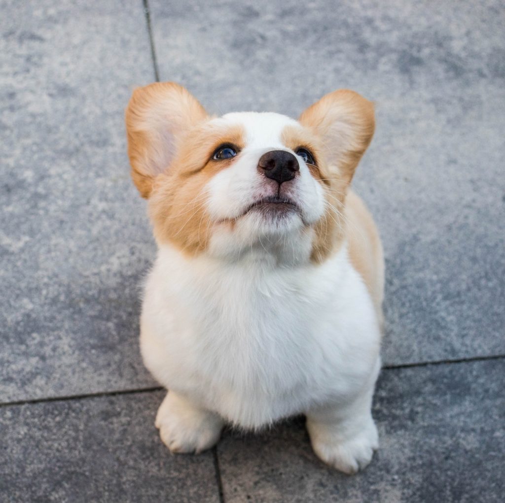 dachshund x corgi