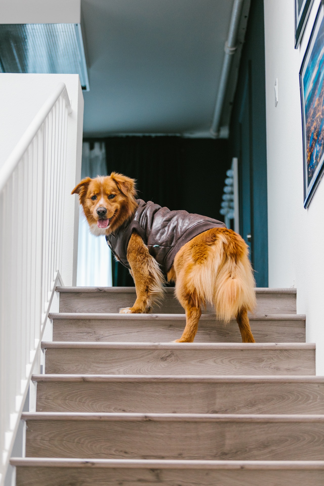 Traphekje Voor Honden Teckelpedia