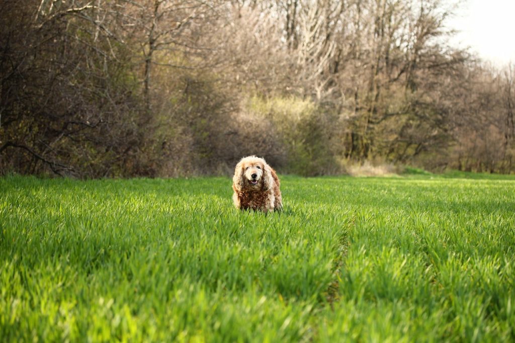 cocker spaniel teckel
