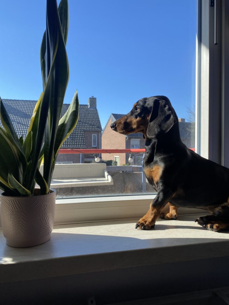 teckel in de zon