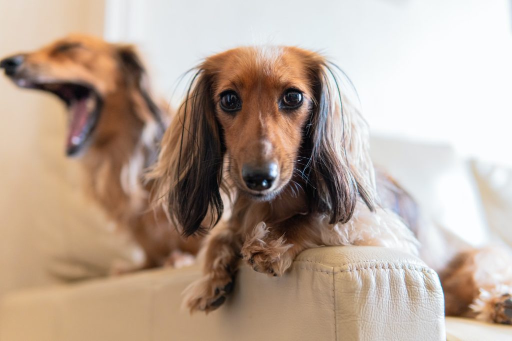 Pension voor honden met gedragsproblemen Teckelpedia