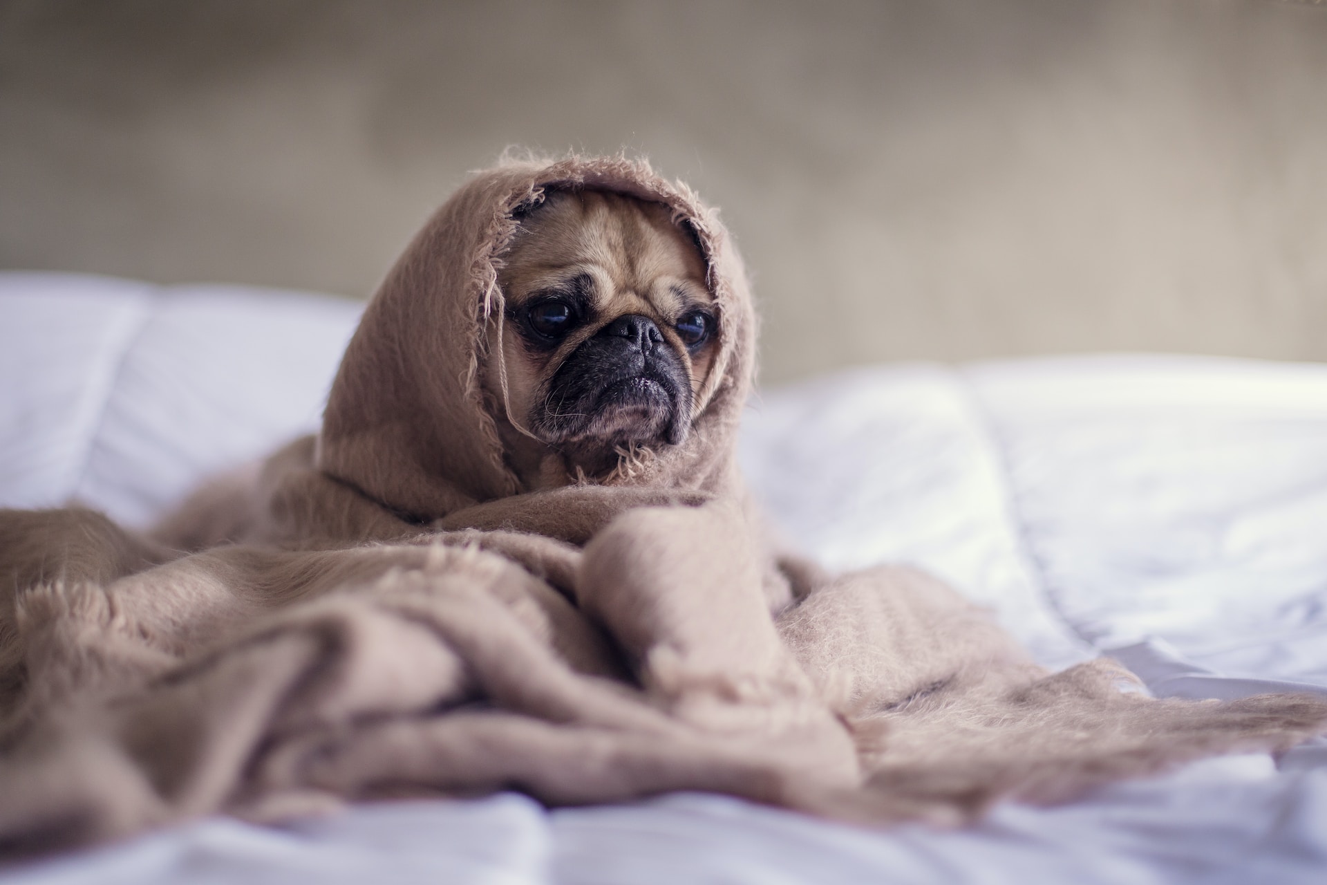 Reverse sneezing bij honden