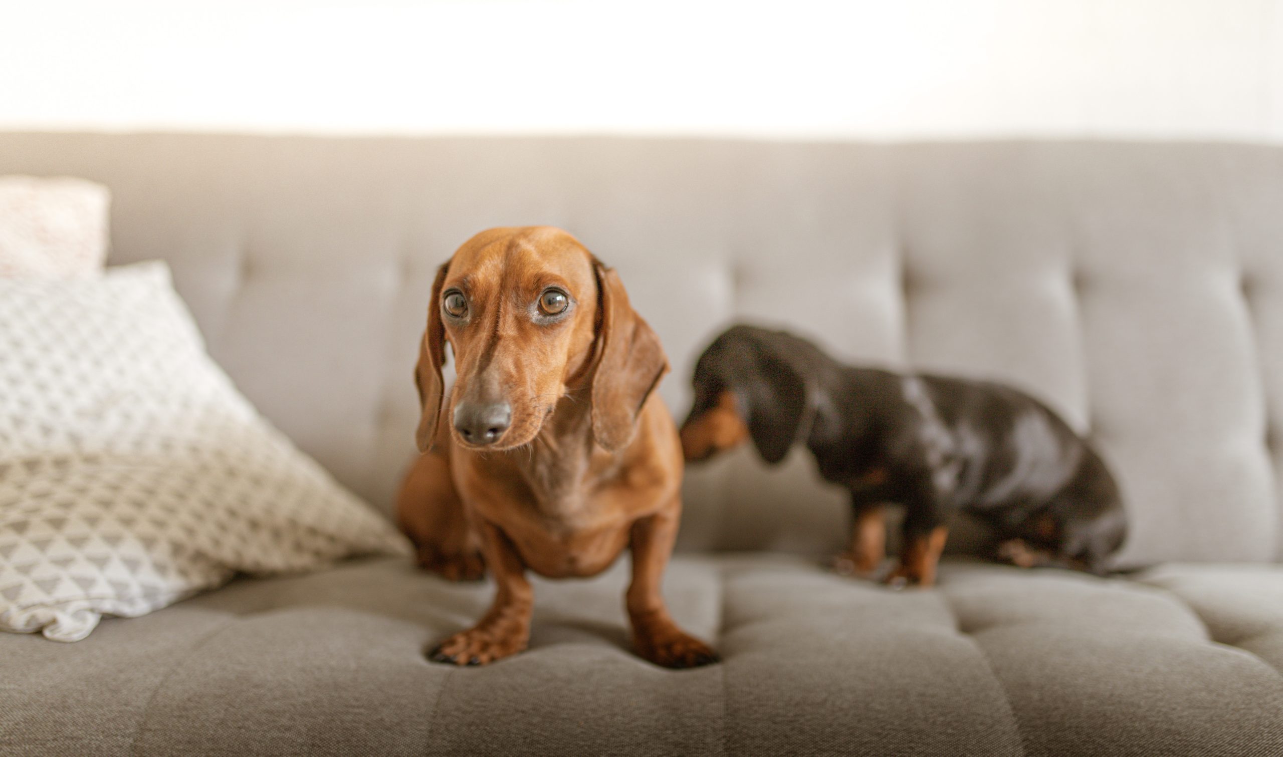 bankbeschermers honden