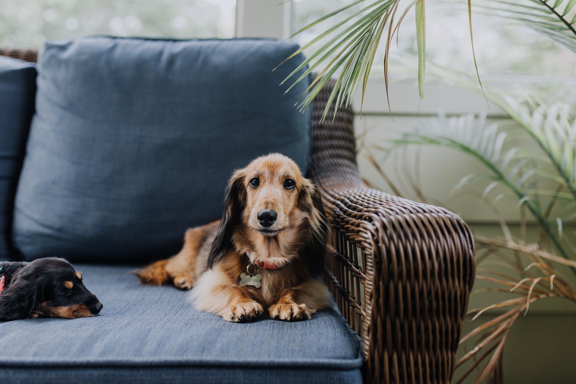 loopplank voor honden