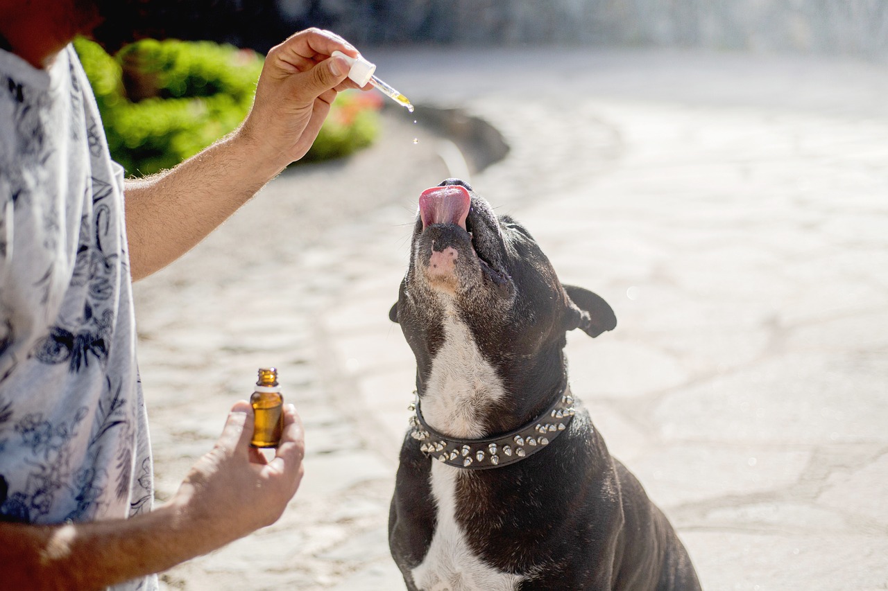 Hennepzaadolie voor honden