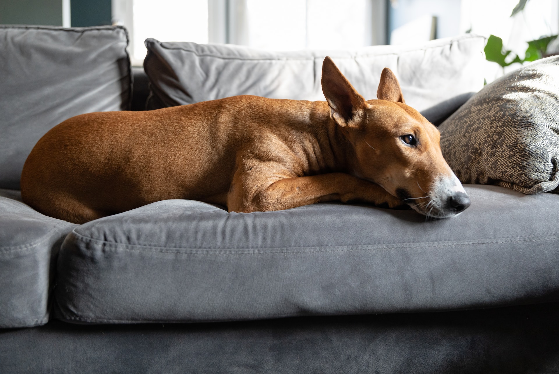 Zylkene voor honden