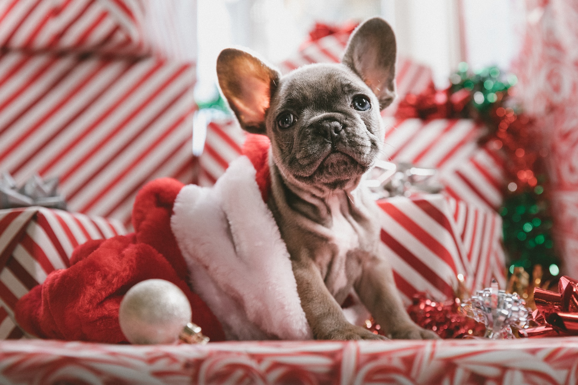 Kerstpakket voor honden aanbieding