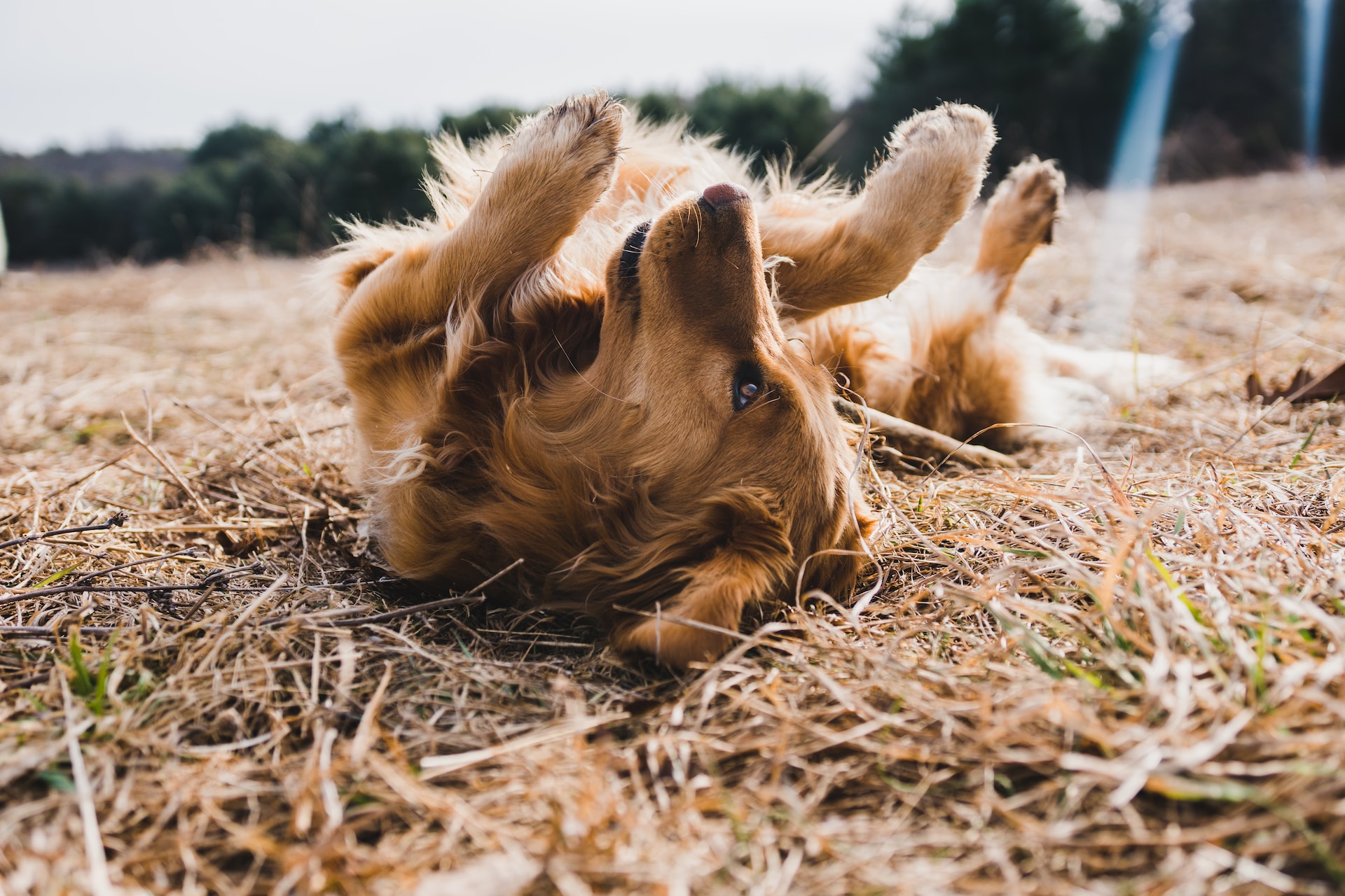 vachtmijt bij honden