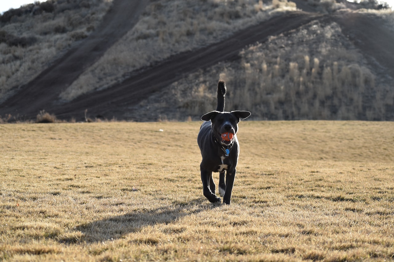 automatische ballenwerper voor honden