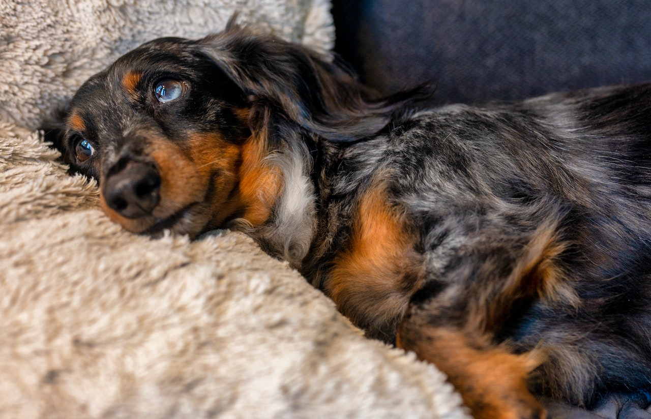 De beste probiotica voor honden