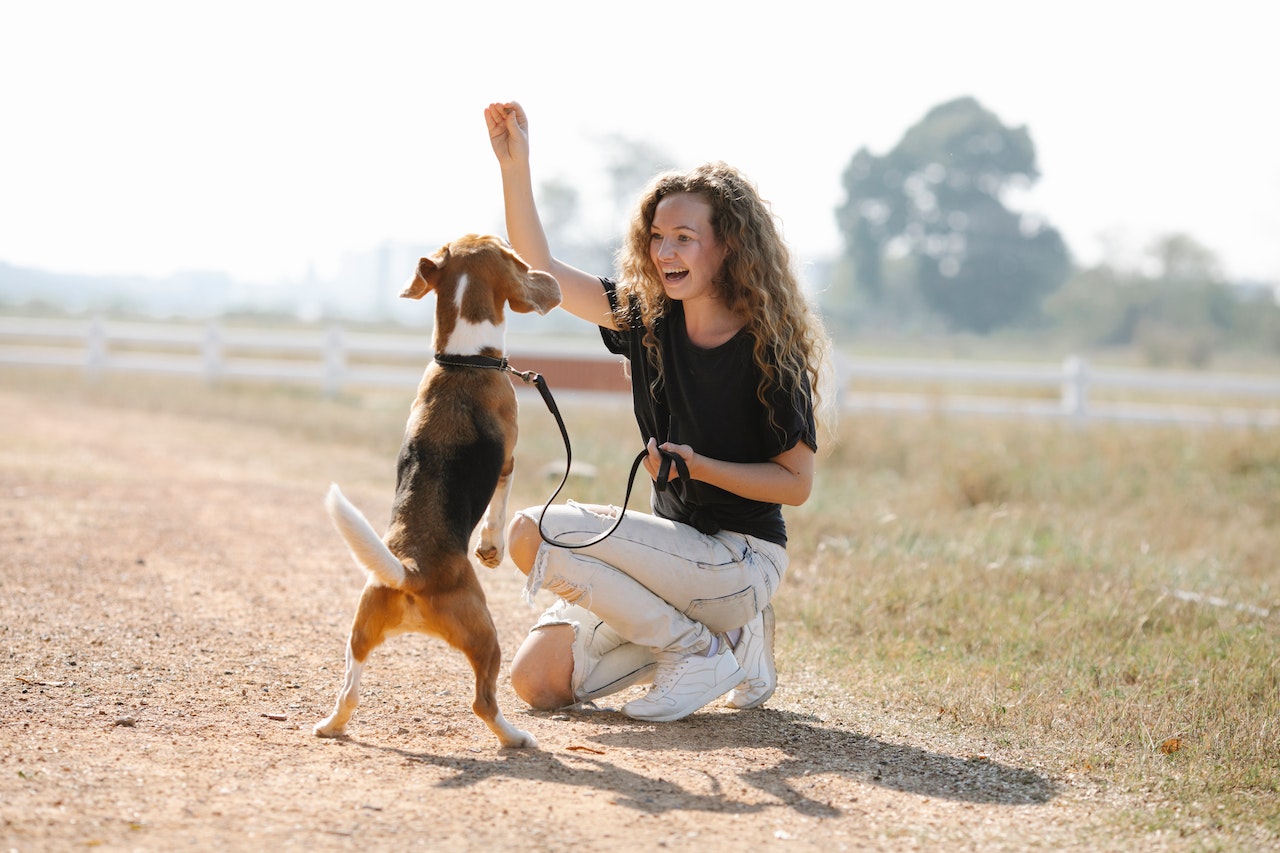 trainingstas hond