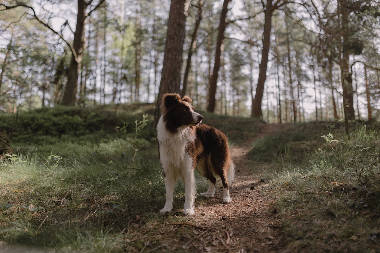 honden chipreader kopen