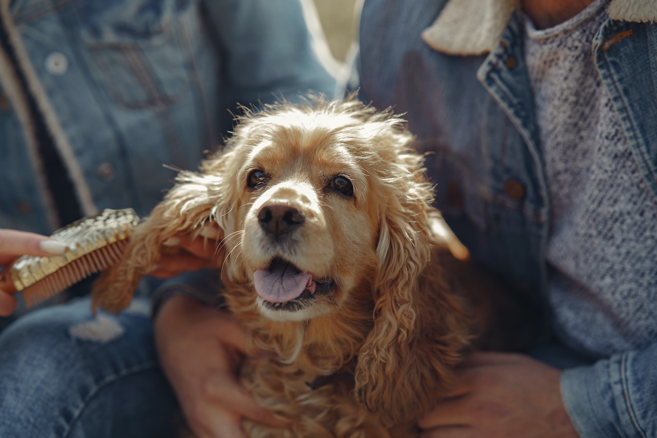 hond oren reinigen