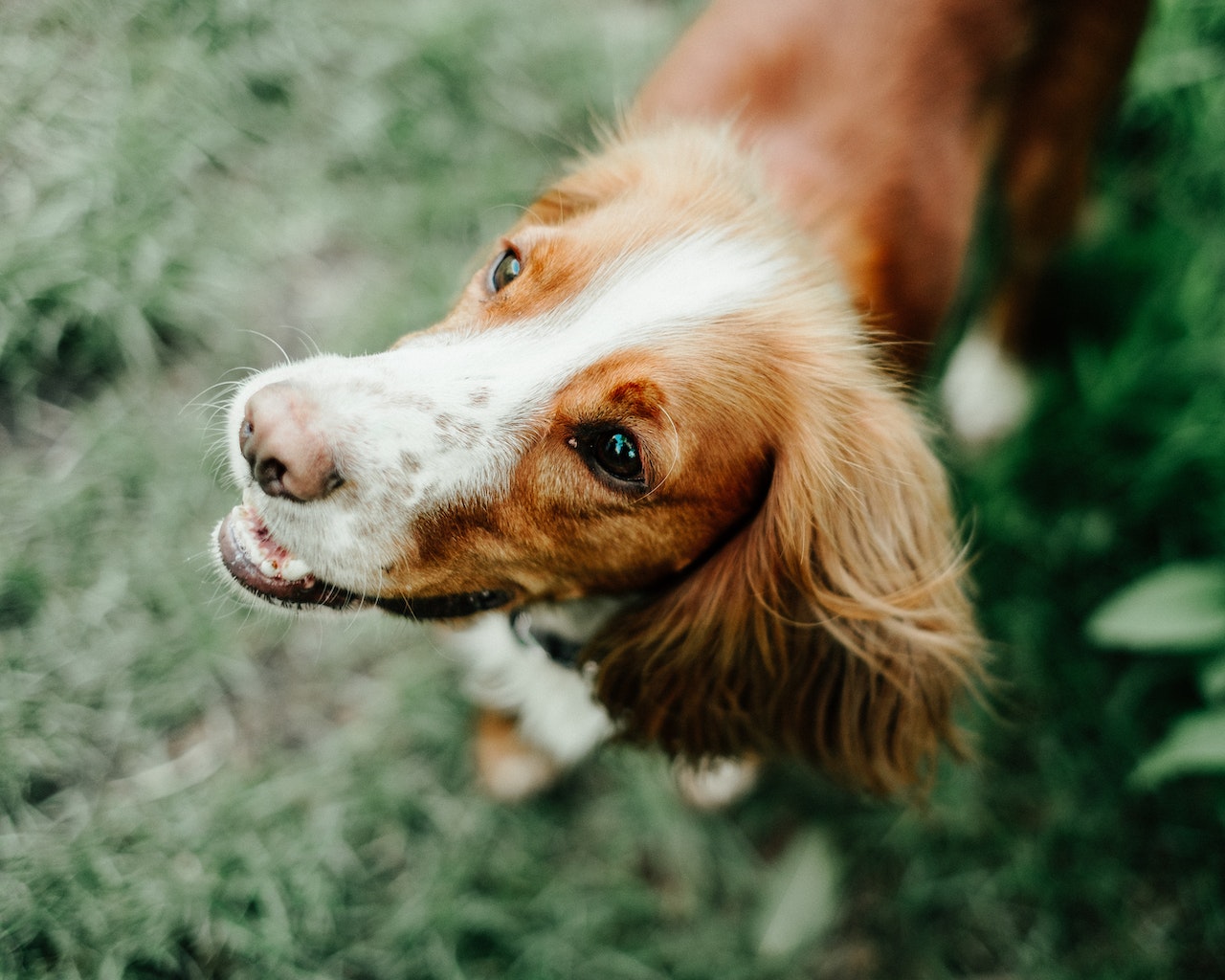 Veendrenkstof voor honden