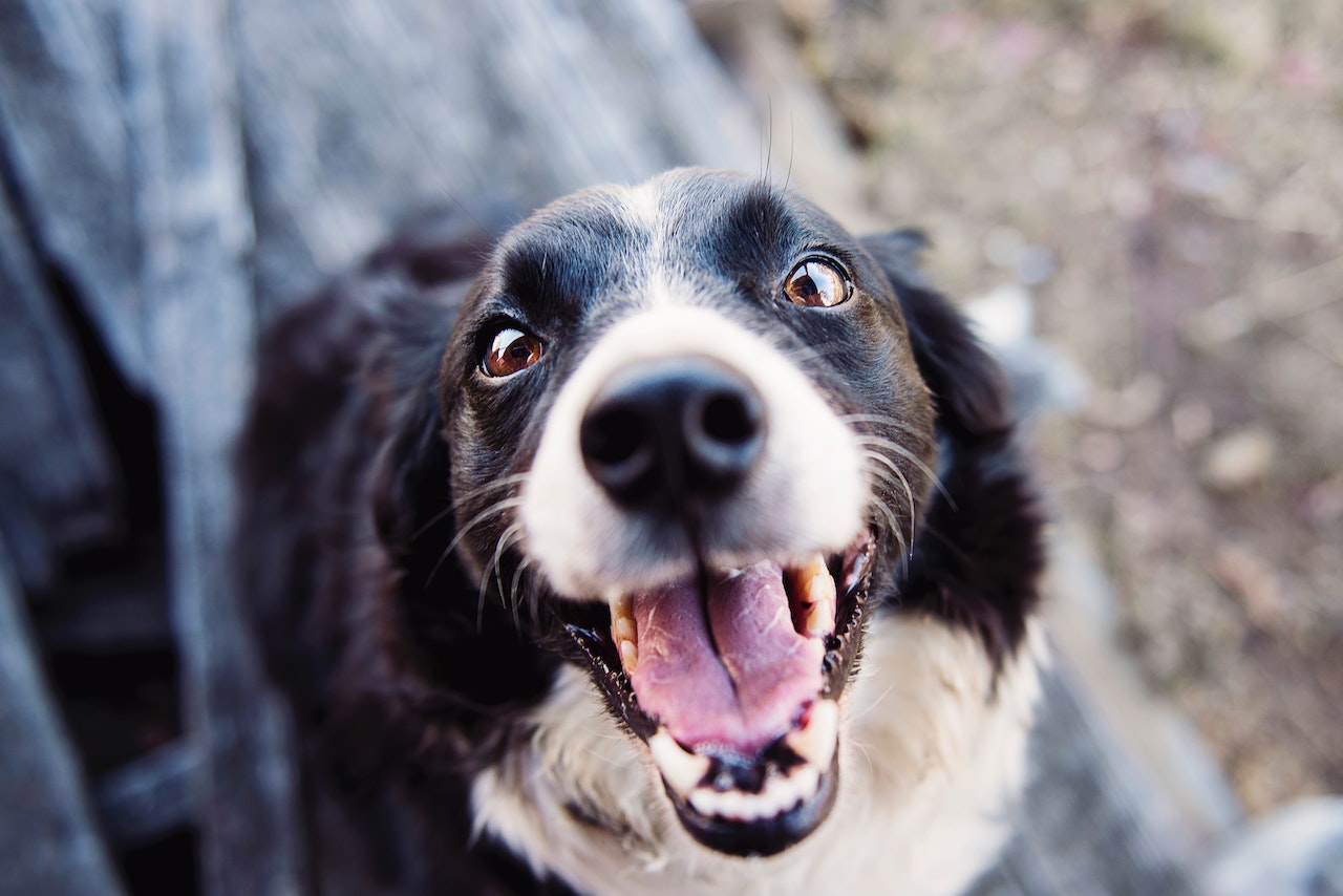 hond klappertanden