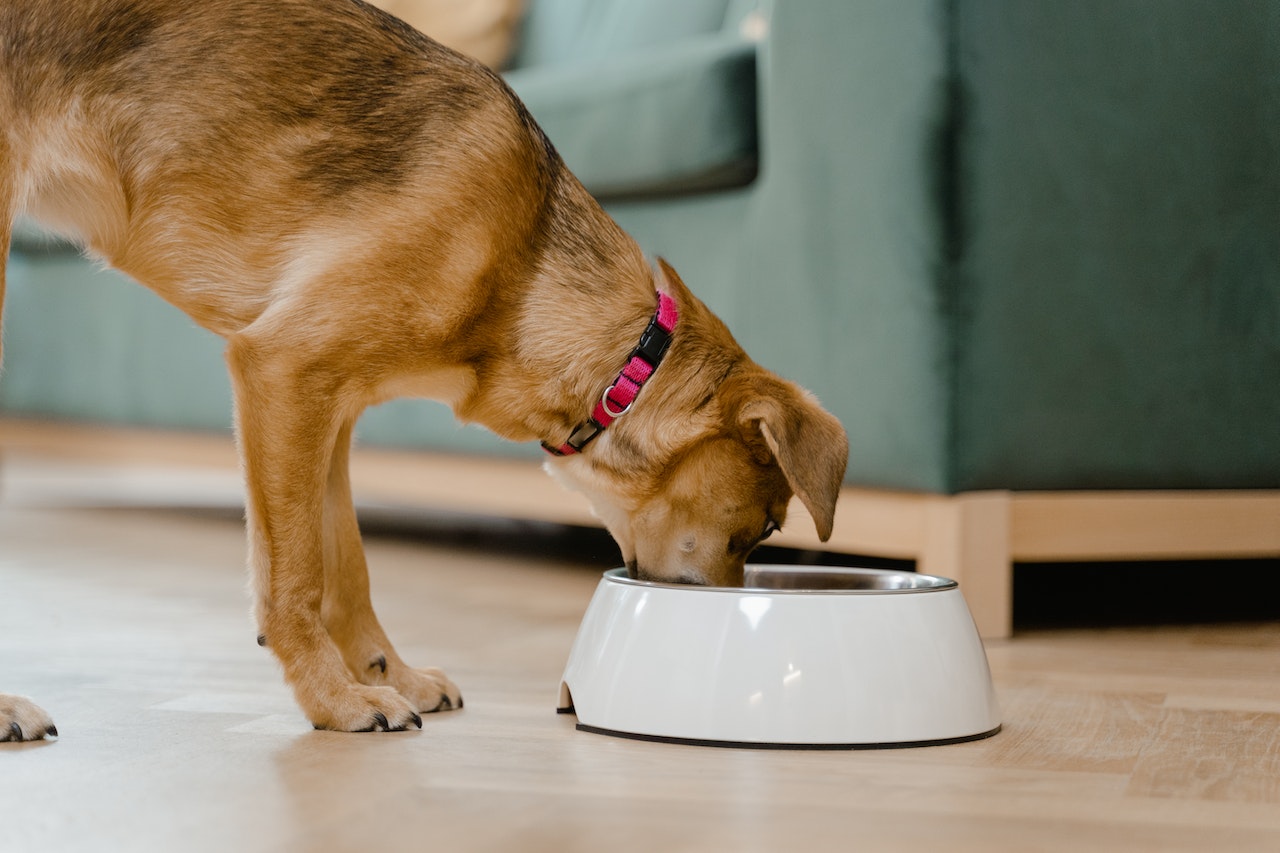 hond heeft vaak de hik