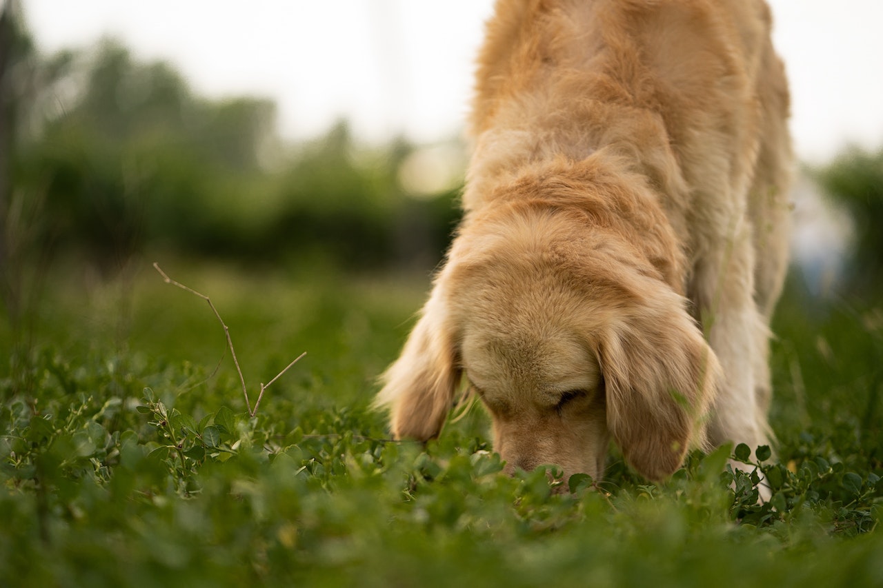 beste snuffelmat hond