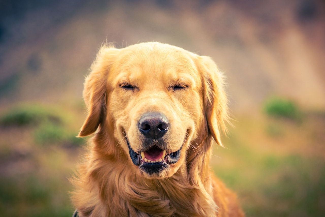 hooikoorts bij honden behandeling