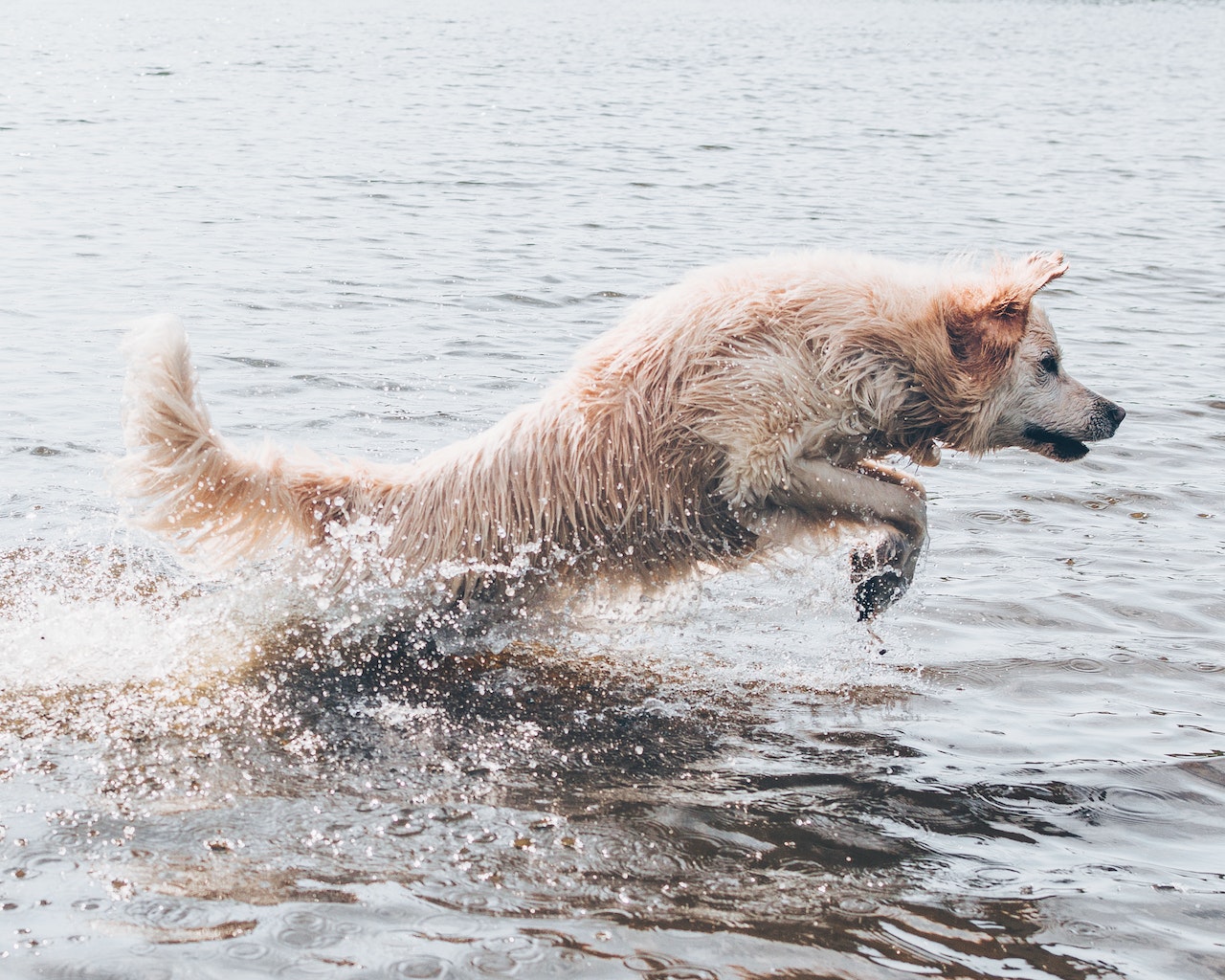 waterblazers voor honden