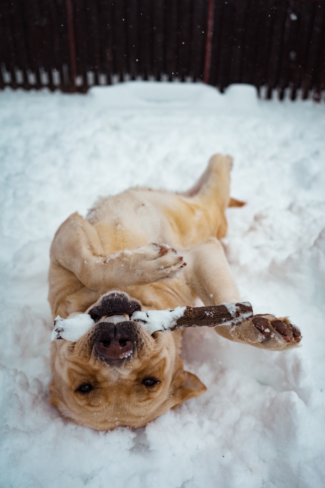 Mag een hond sneeuw eten?