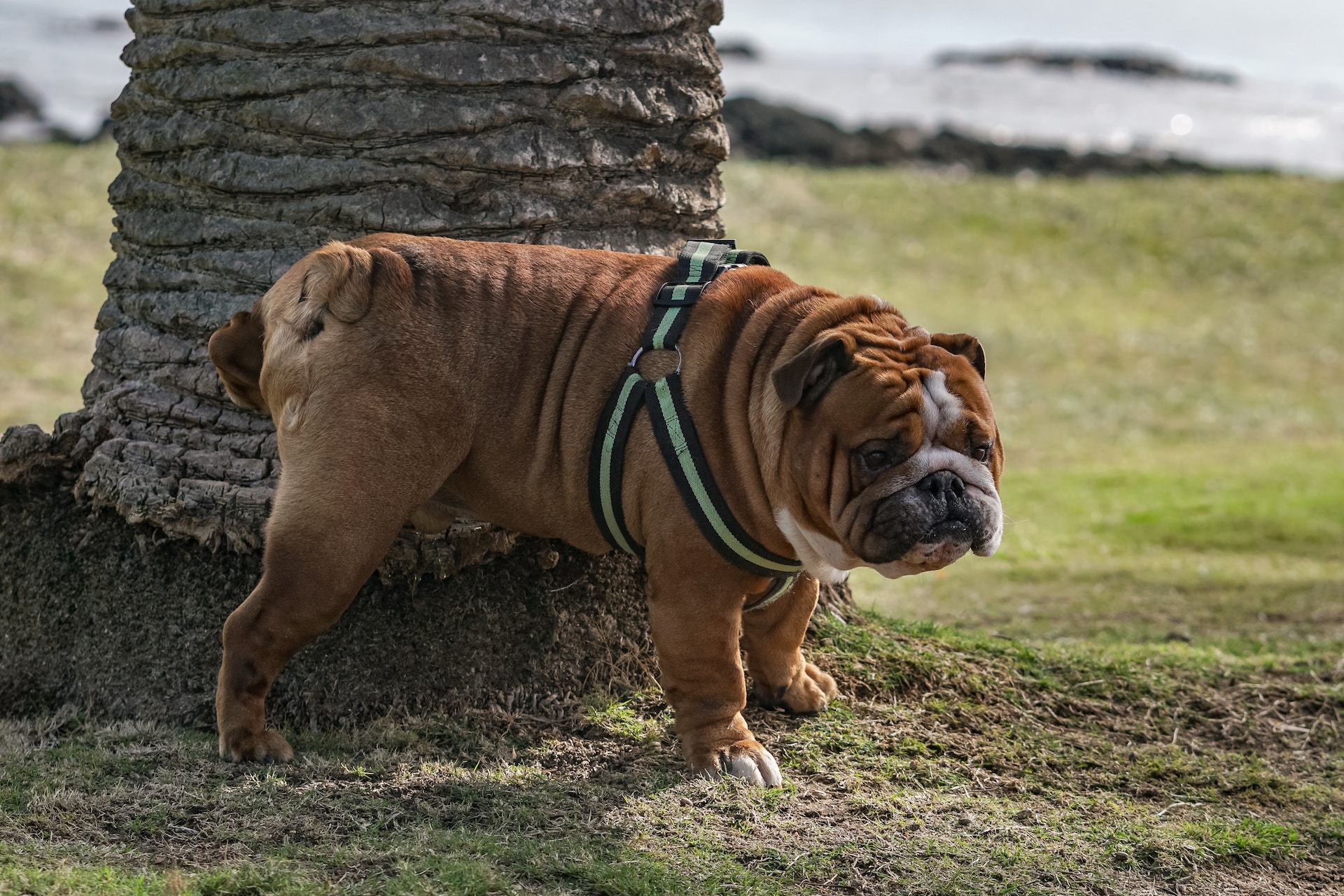 anti plasband voor honden