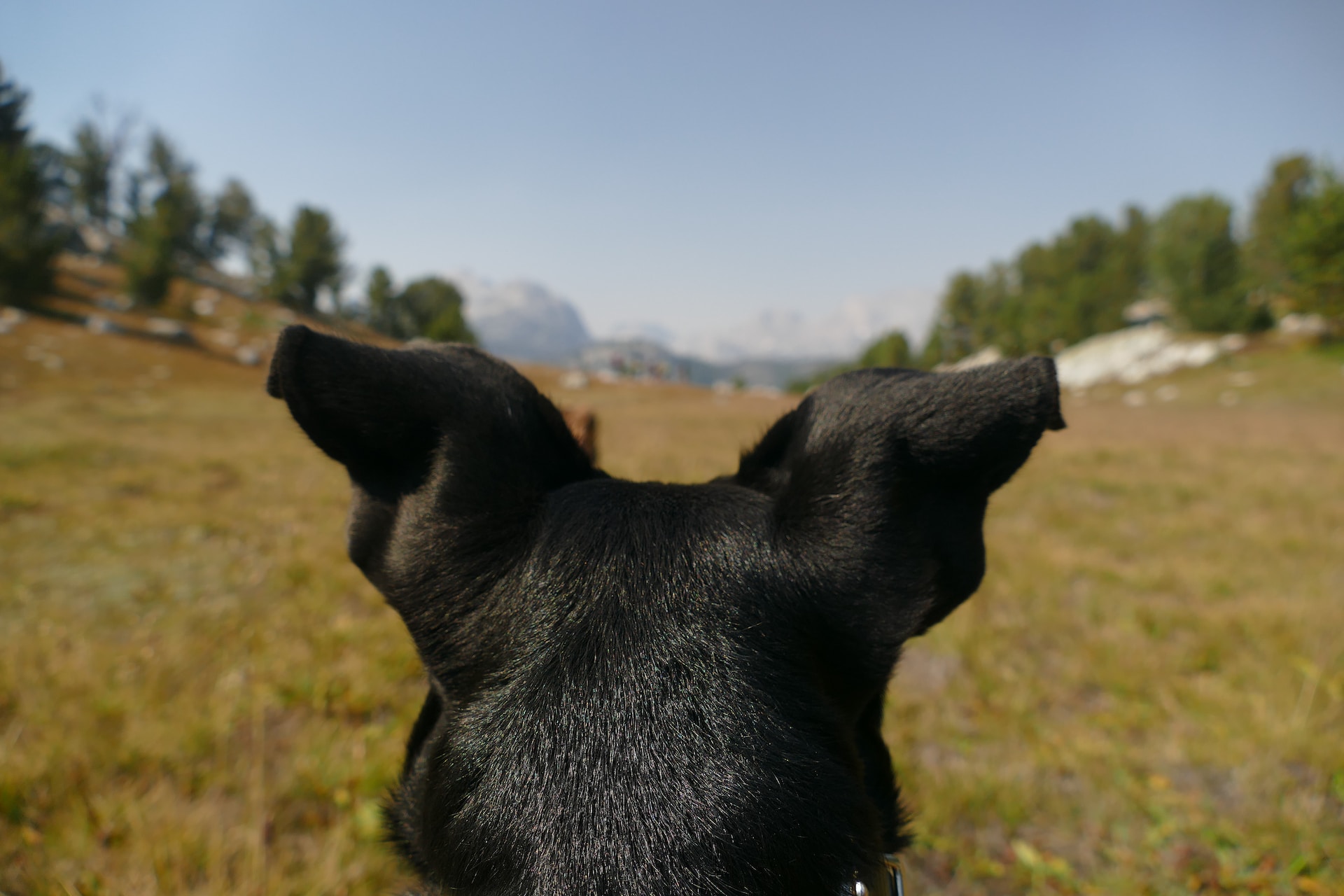 hond klappert met oren wat te doen