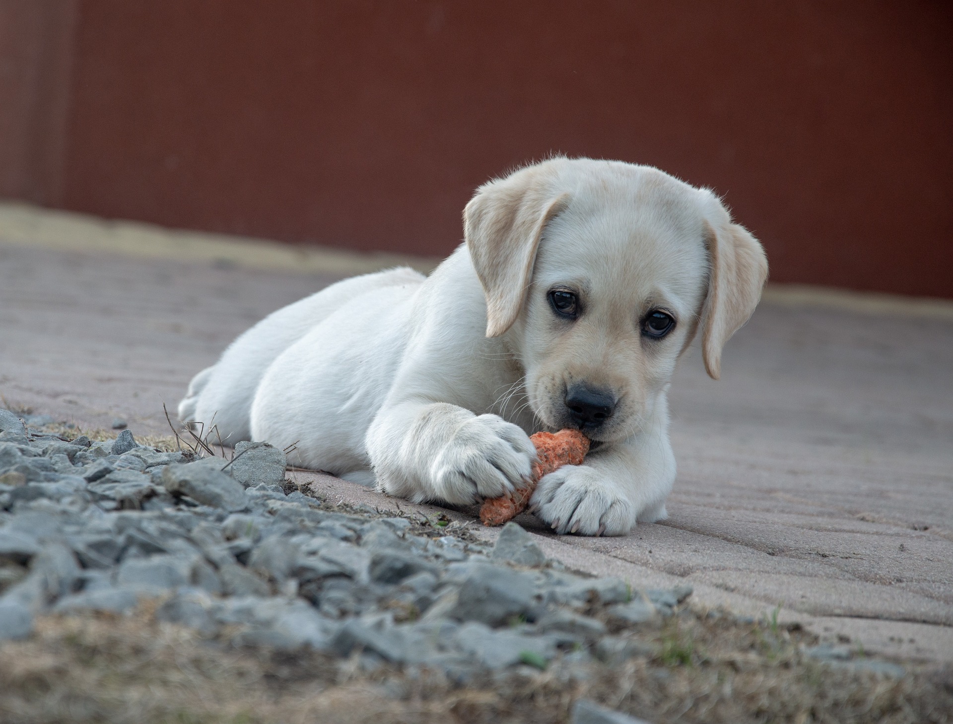 is pens gezond voor je hond?