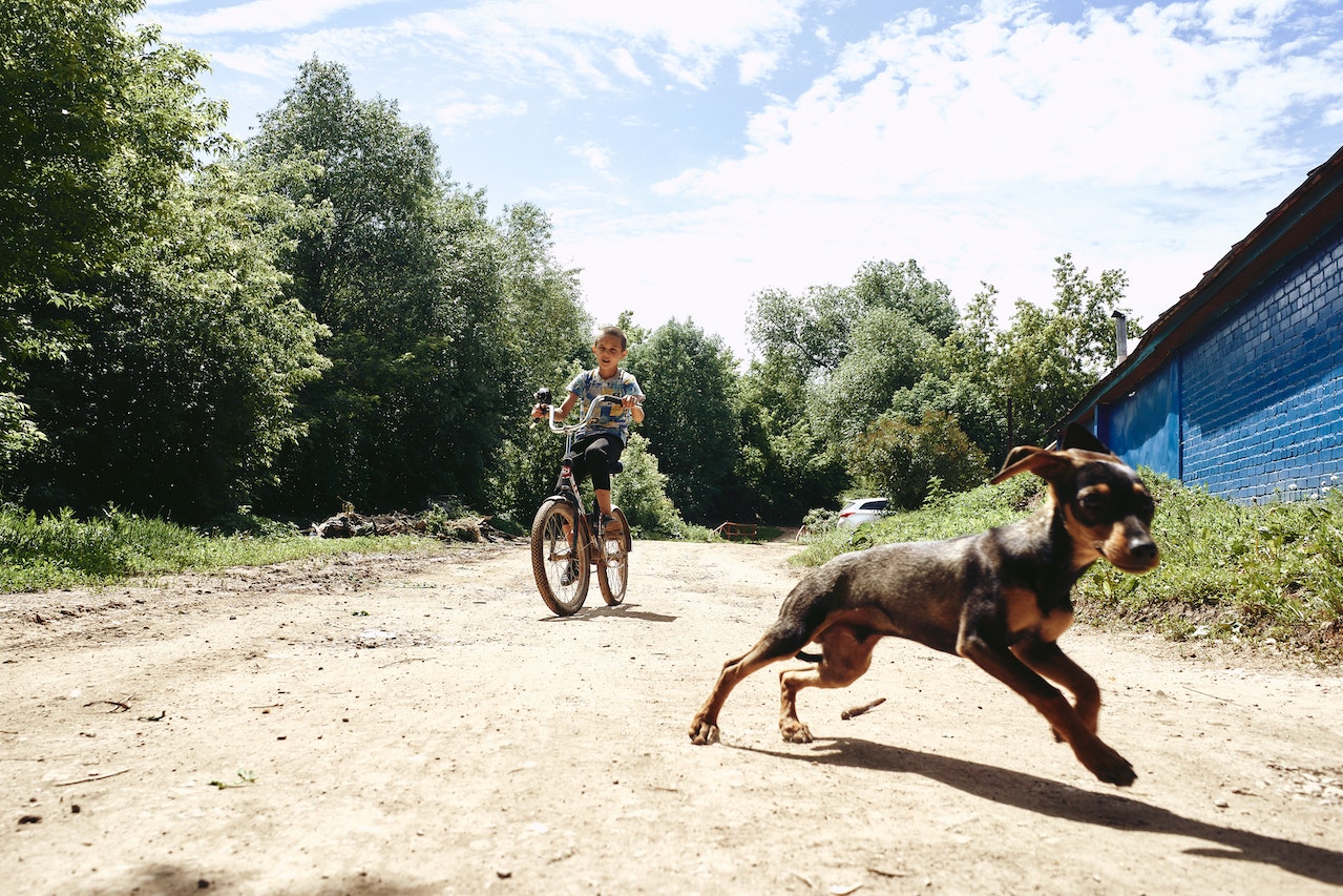 Addbike voor honden