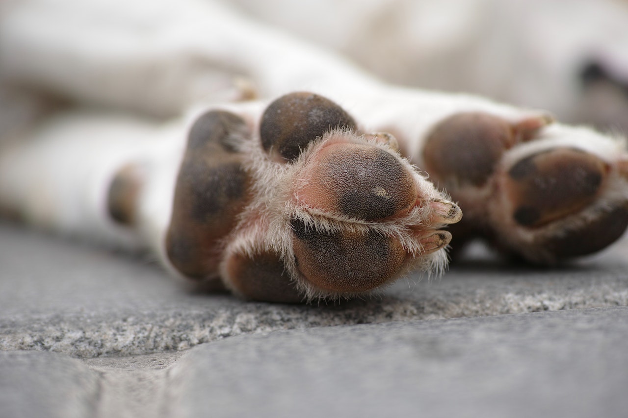 Pootbescherming voor honden