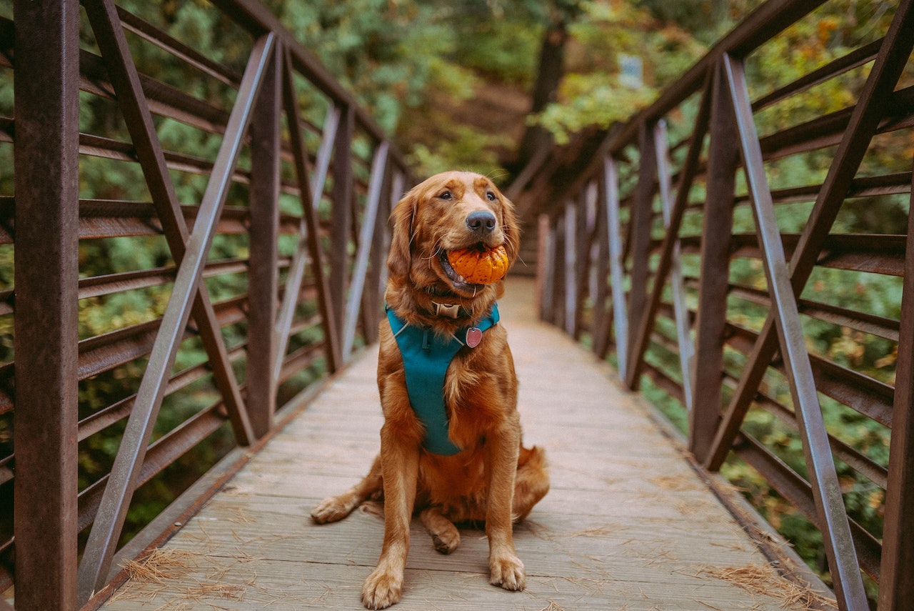 Beste hefharnas voor honden