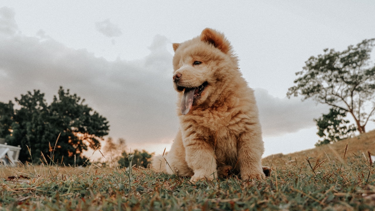 De chebo - onder andere een mix van de chowchow