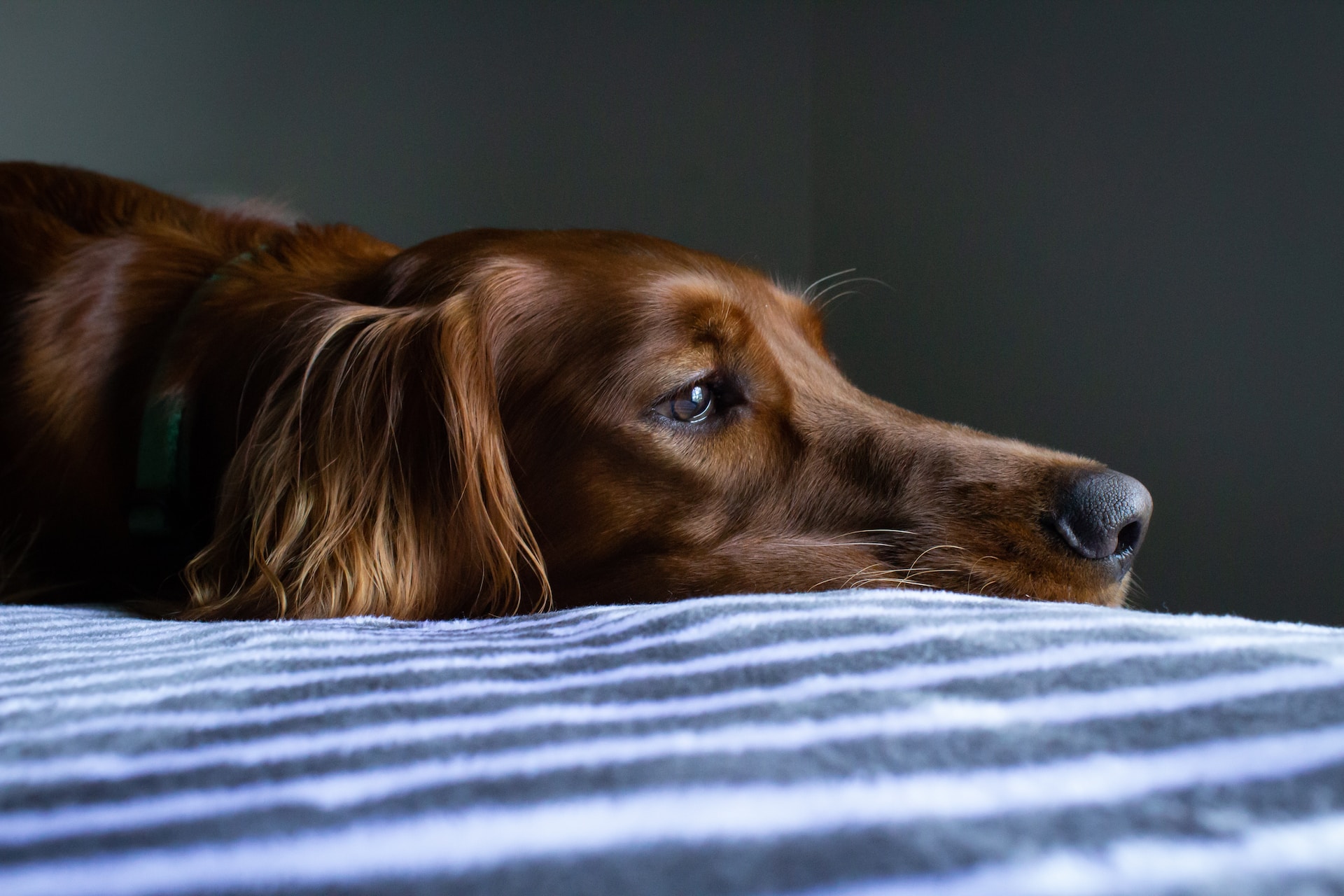 Help, mijn hond heeft spoelworm