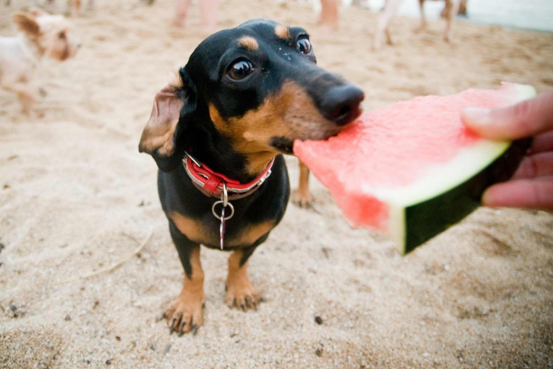 Mogen honden watermeloen?