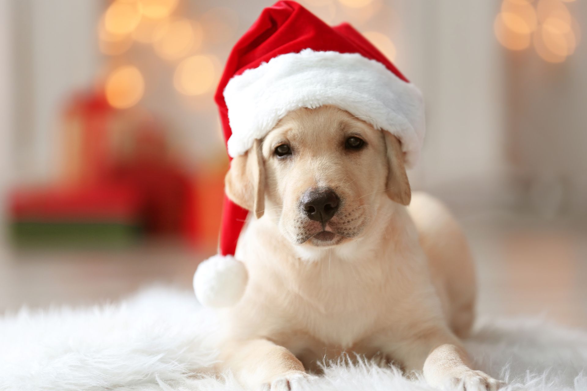 kerstmuts voor honden