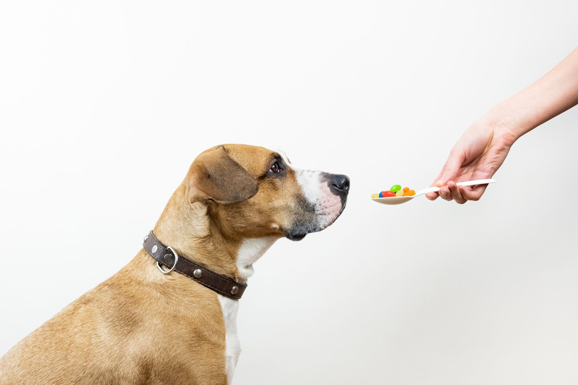 Omeprazol voor honden