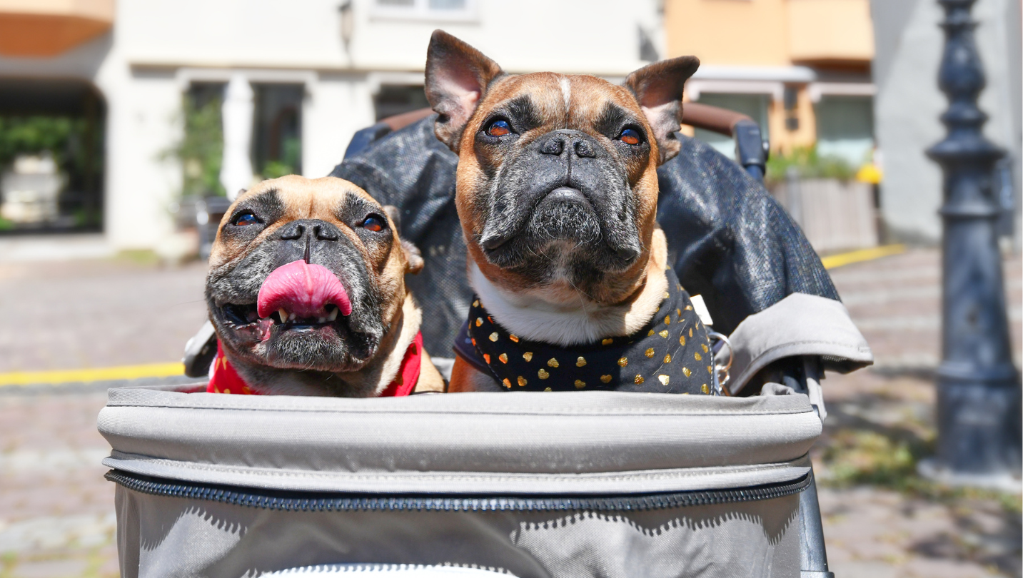 Honden wandelwagen