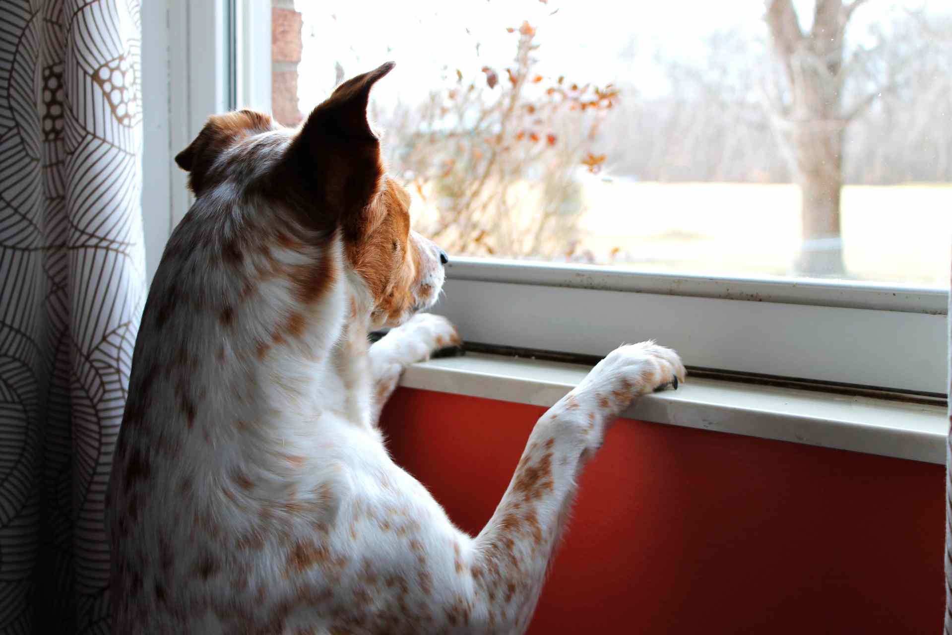 krassen op raam door hond