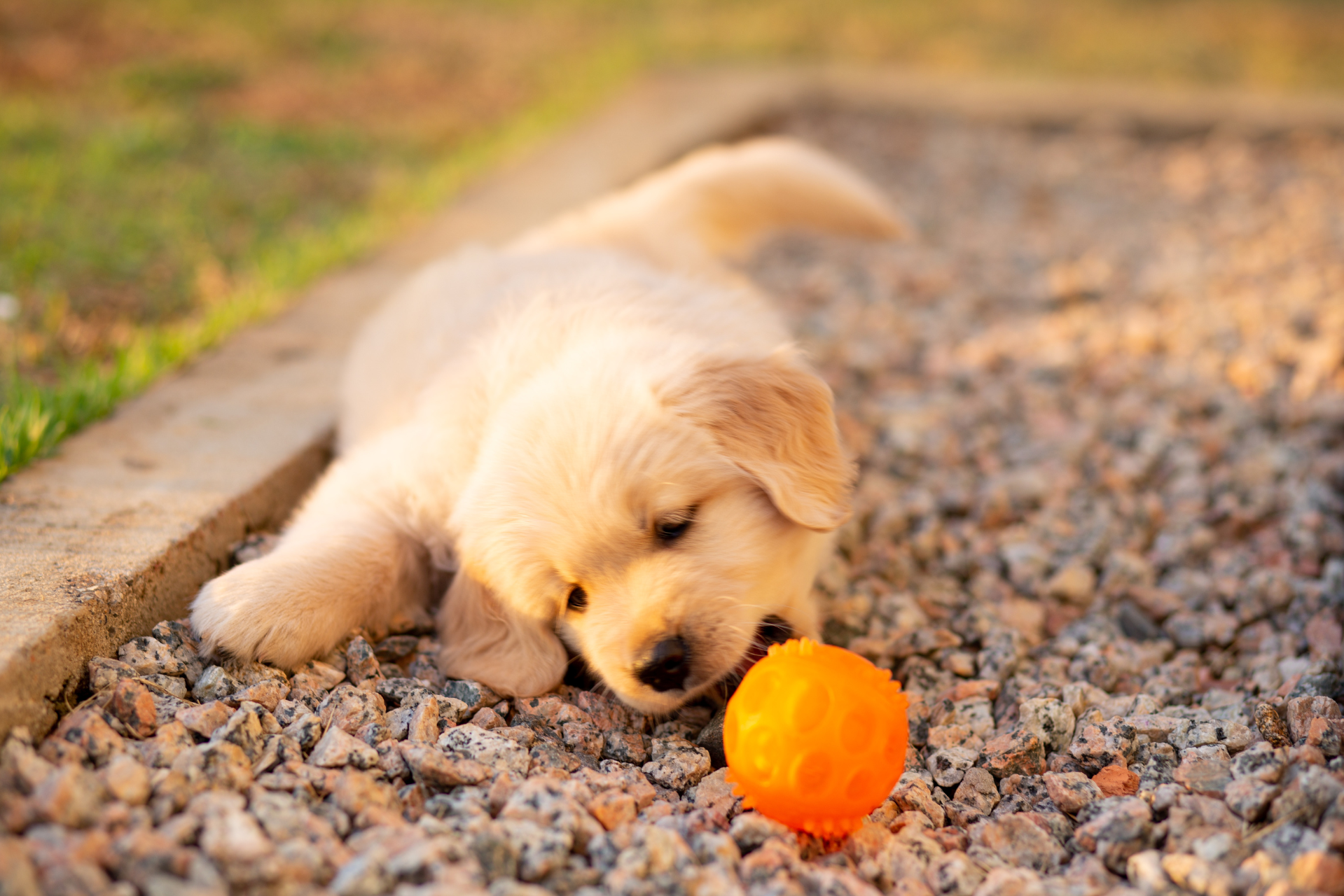 Snuffelbal hond zelf maken