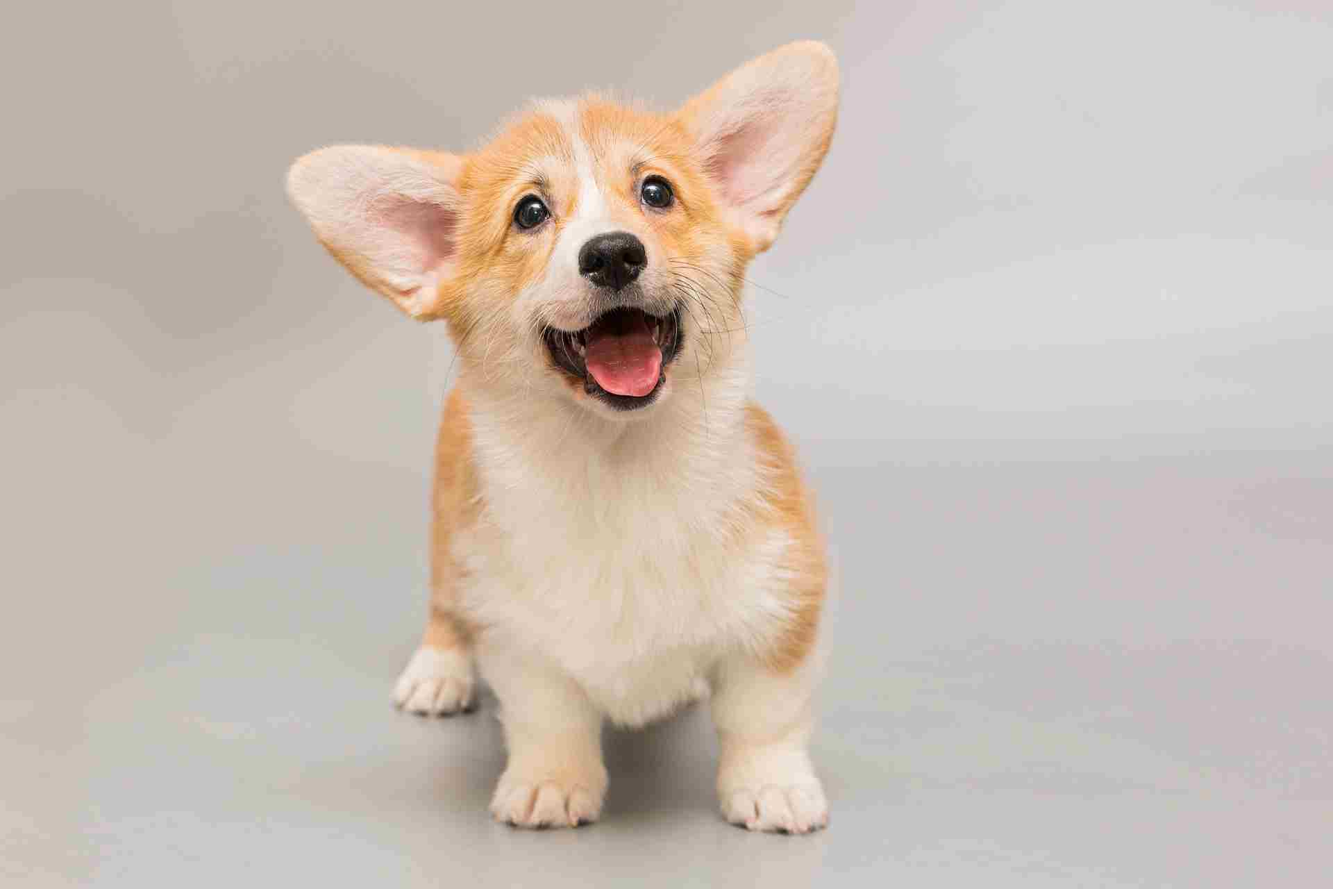 Corgi schattige hond