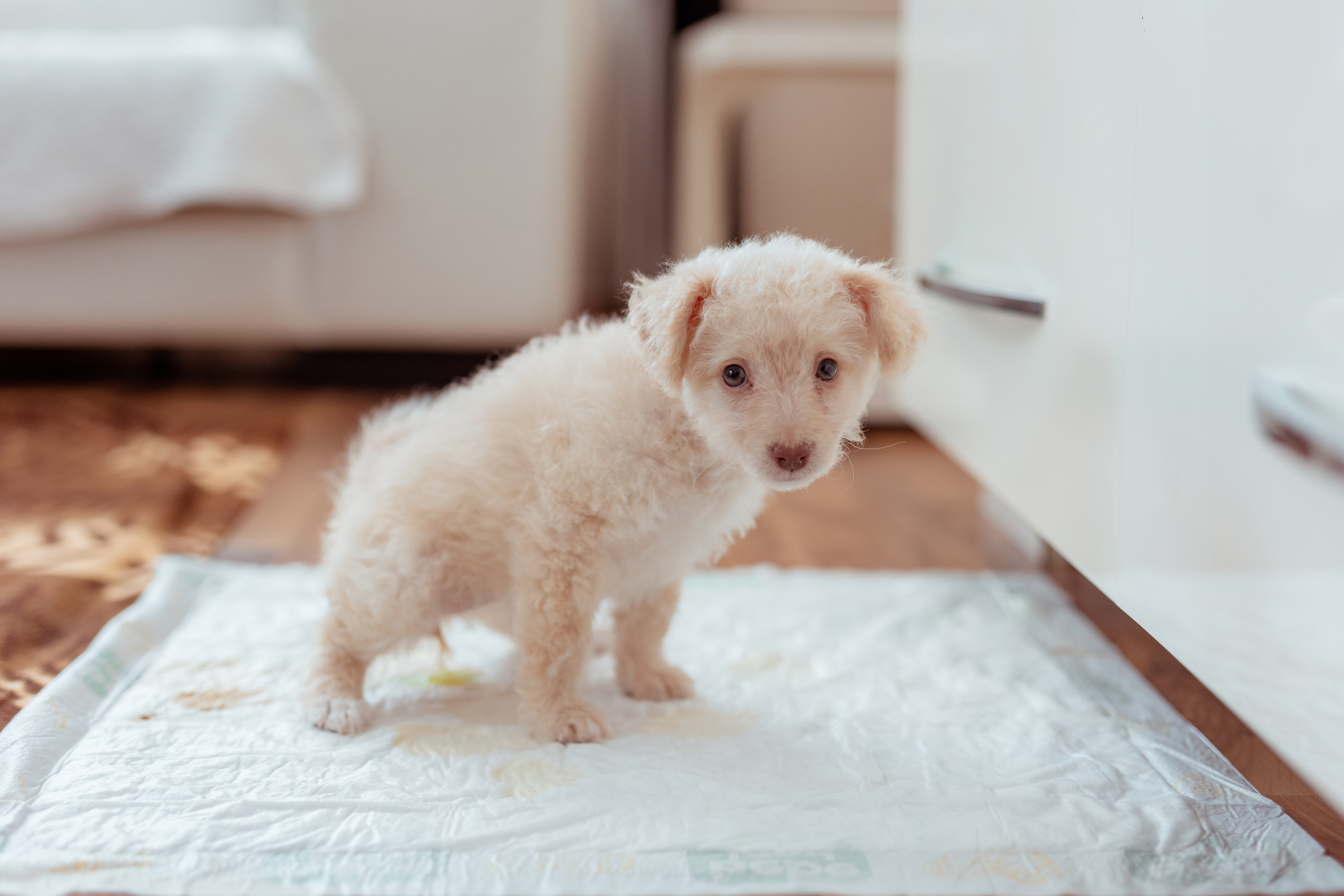 waarom plast een hond ineens in huis - propalin voor honden