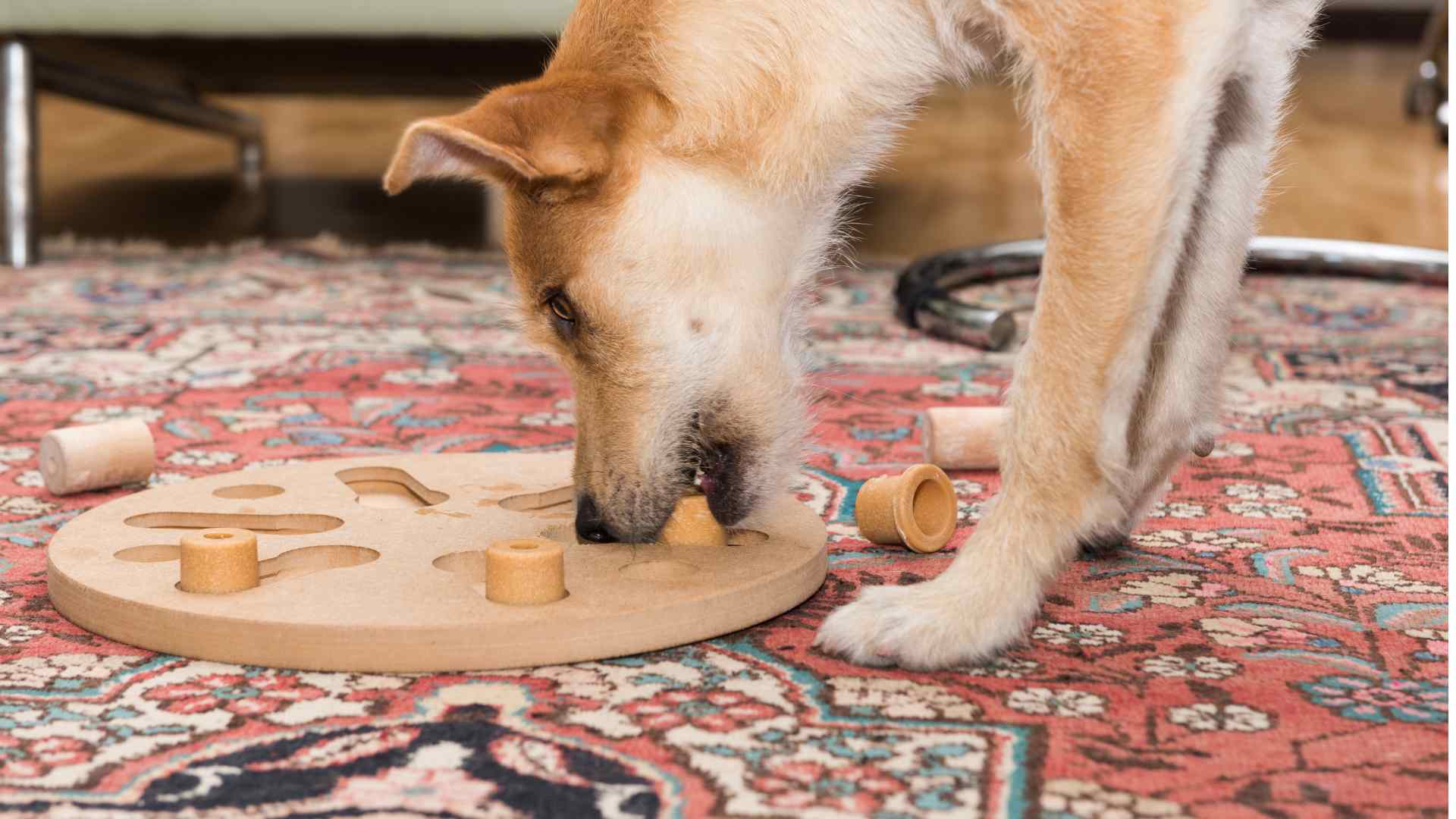 De leukste denkspelletjes voor honden