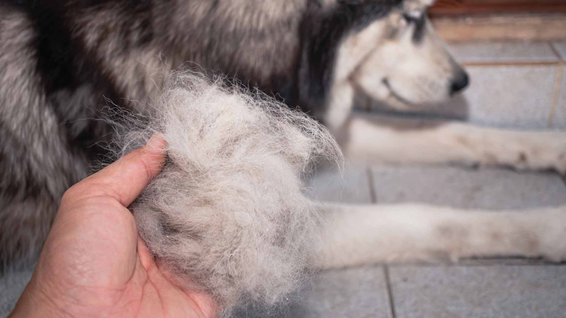 Furminator voor honden ervaring