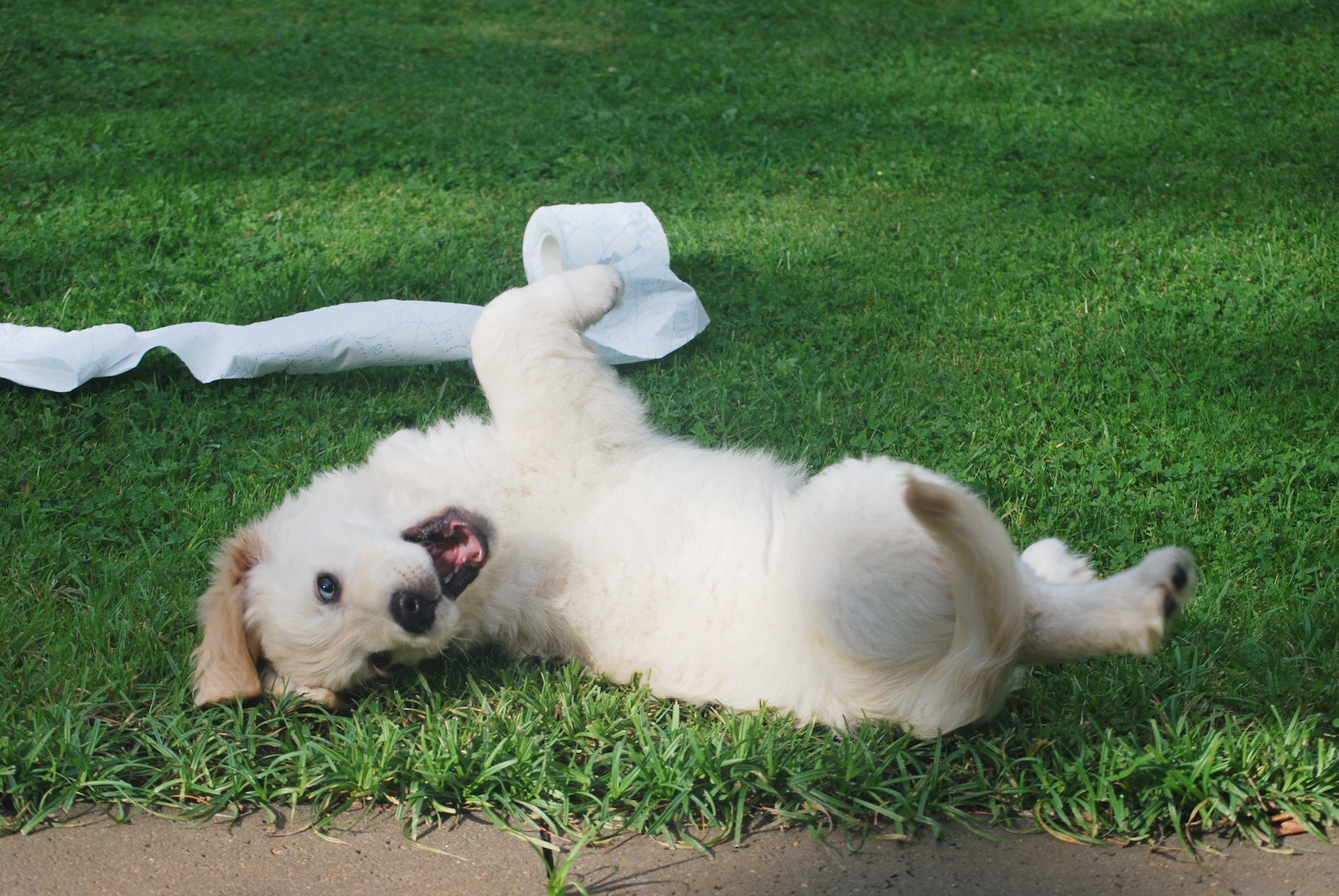 hond met diarree gouden tip