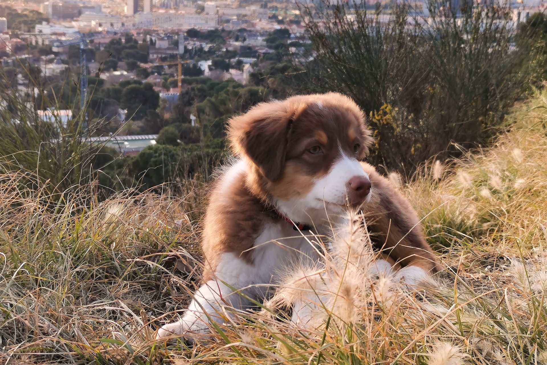 De beste vakantiehuisjes van Spanje met Hond
