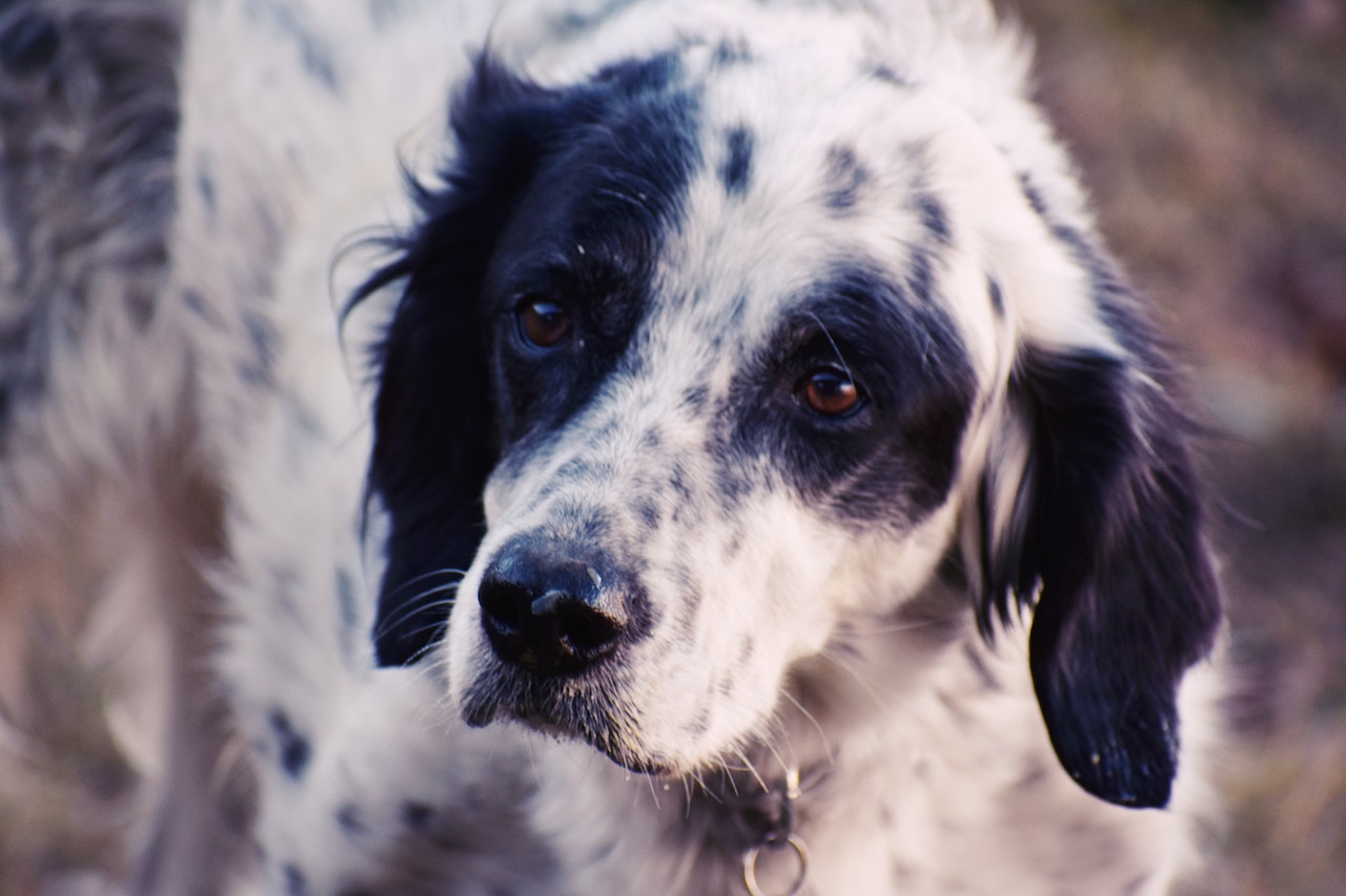 rimadyl voor honden alternatieven