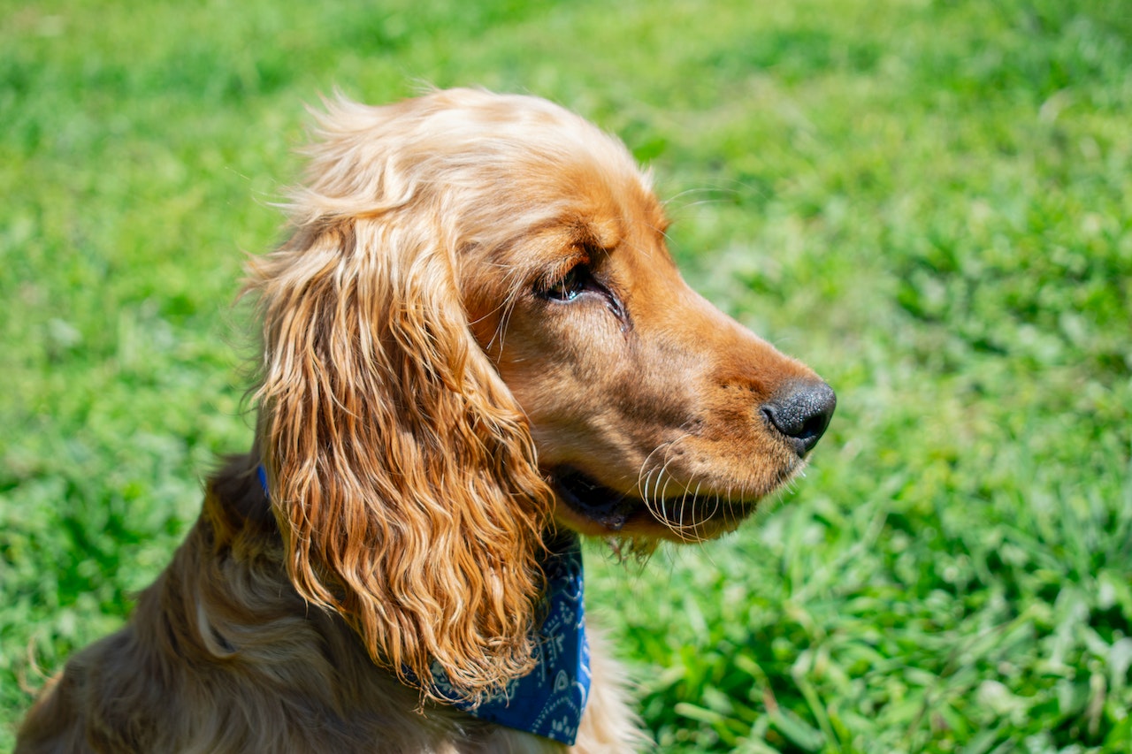 Dachshund cocker spaniel