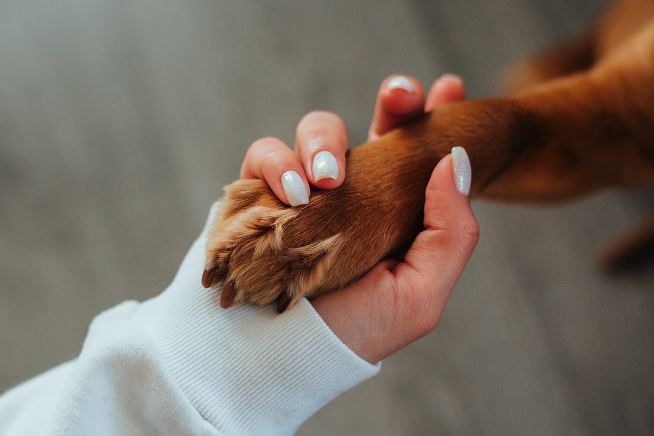 tussenteenontsteking bij honden