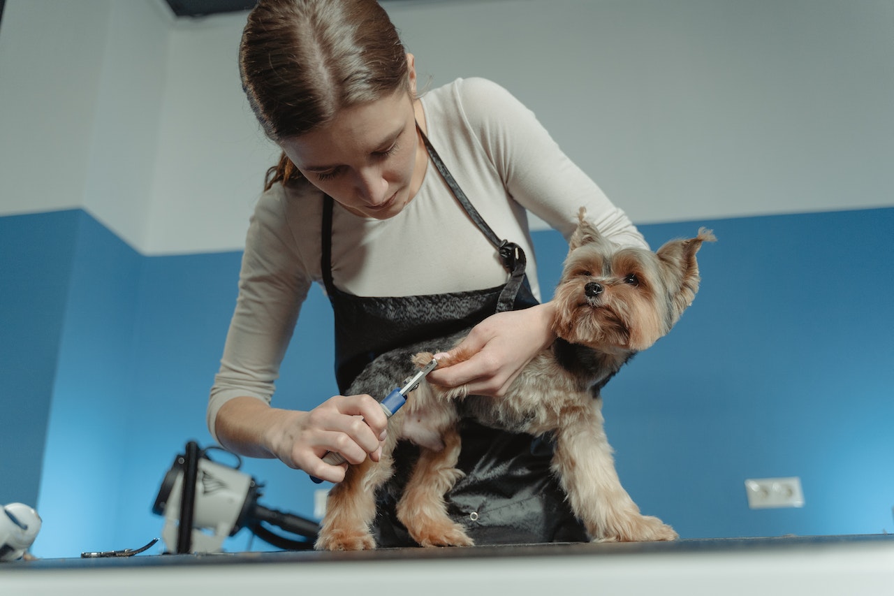 trimtafel voor honden